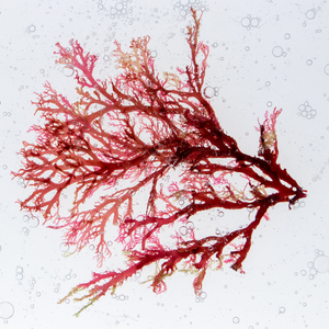 Red Sea Algae Skincare Benefits
